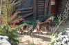 Kanadische-Timberwoelfe-Zoo-Hannover-2011-110409-DSC_0158.jpg